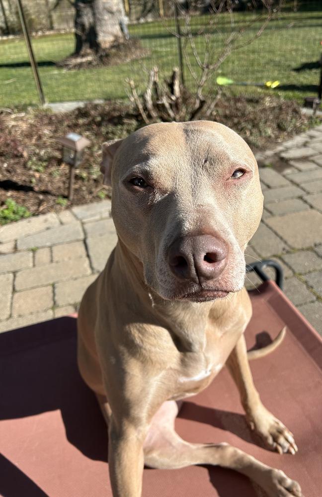 Enlarge Maggie, a Adoptable mixed breed in Brewster , NY image 4/4