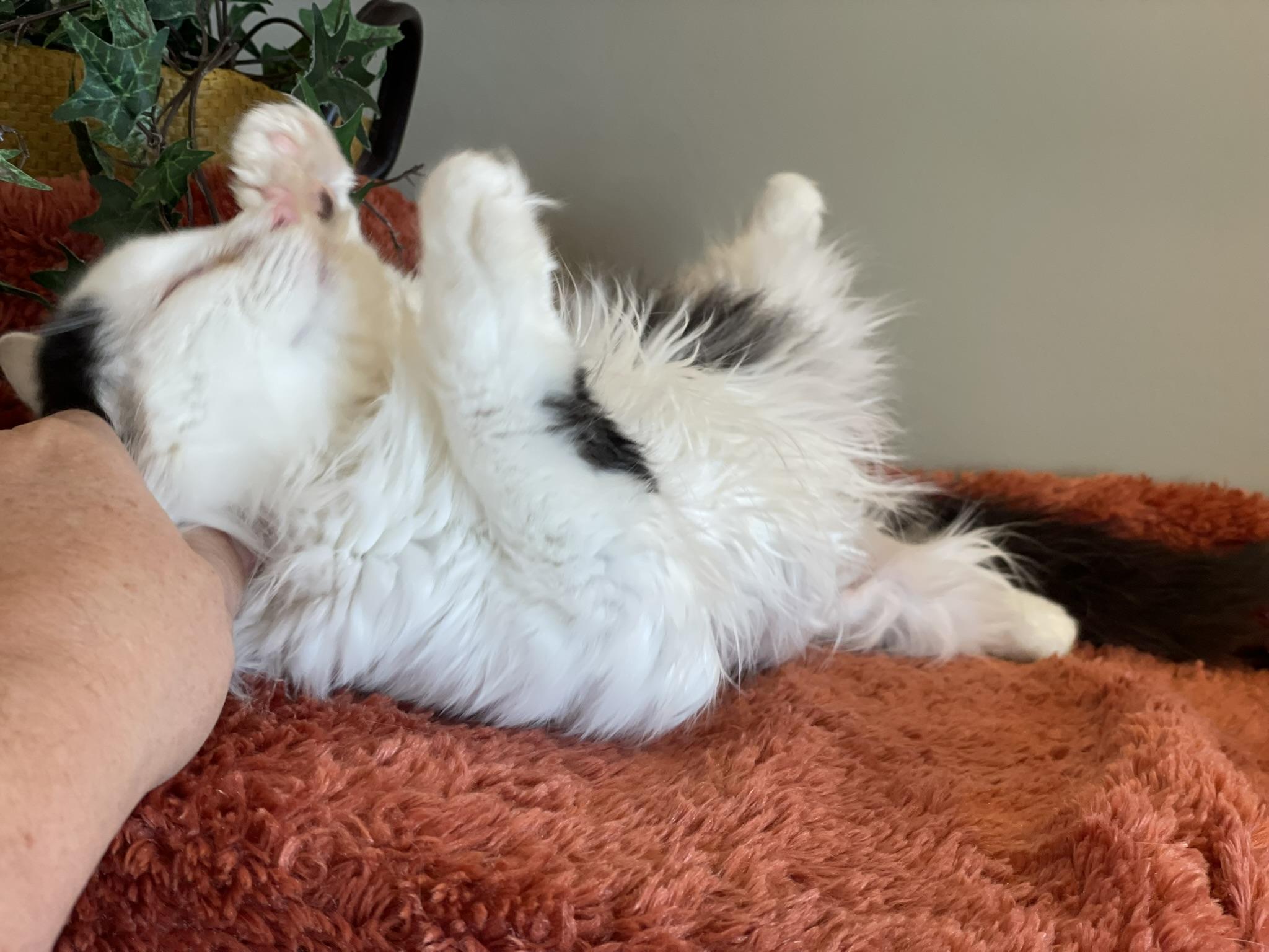 Melanie, an adopted Domestic Long Hair in Taylor, MI image 2/6