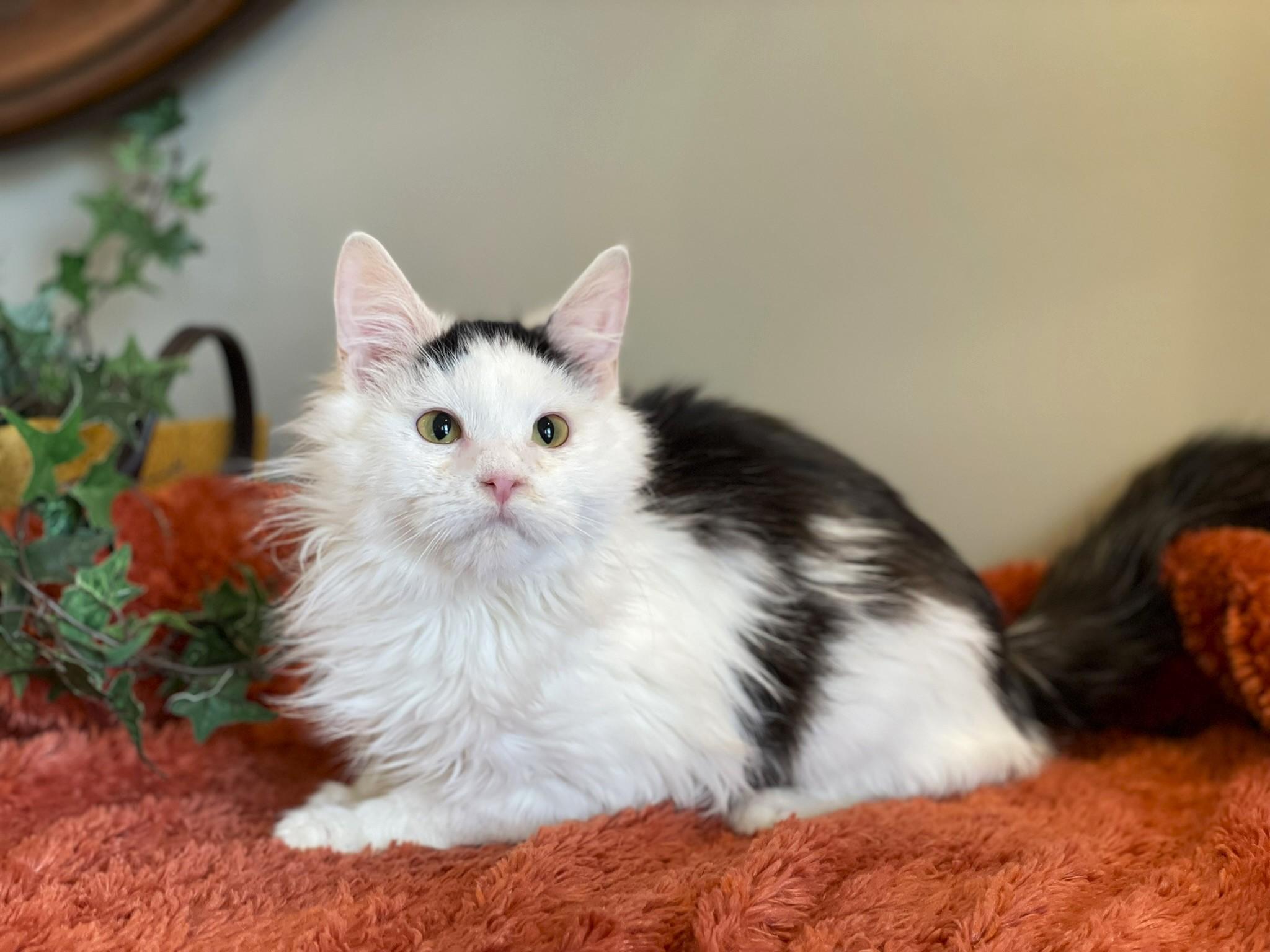 Melanie, adopted, Young Female Domestic Long Hair.