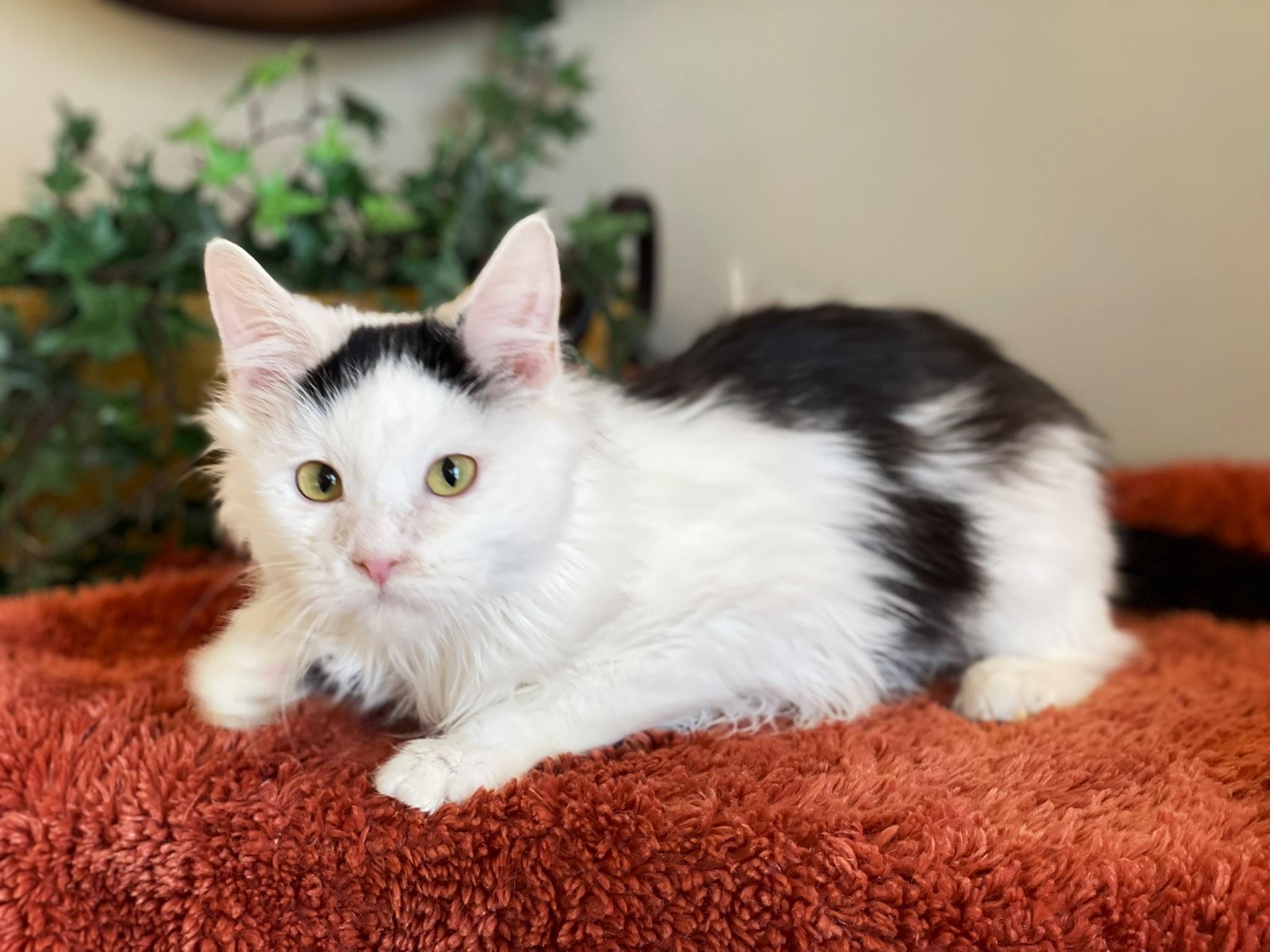 Melanie, an adopted Domestic Long Hair in Taylor, MI image 5/6