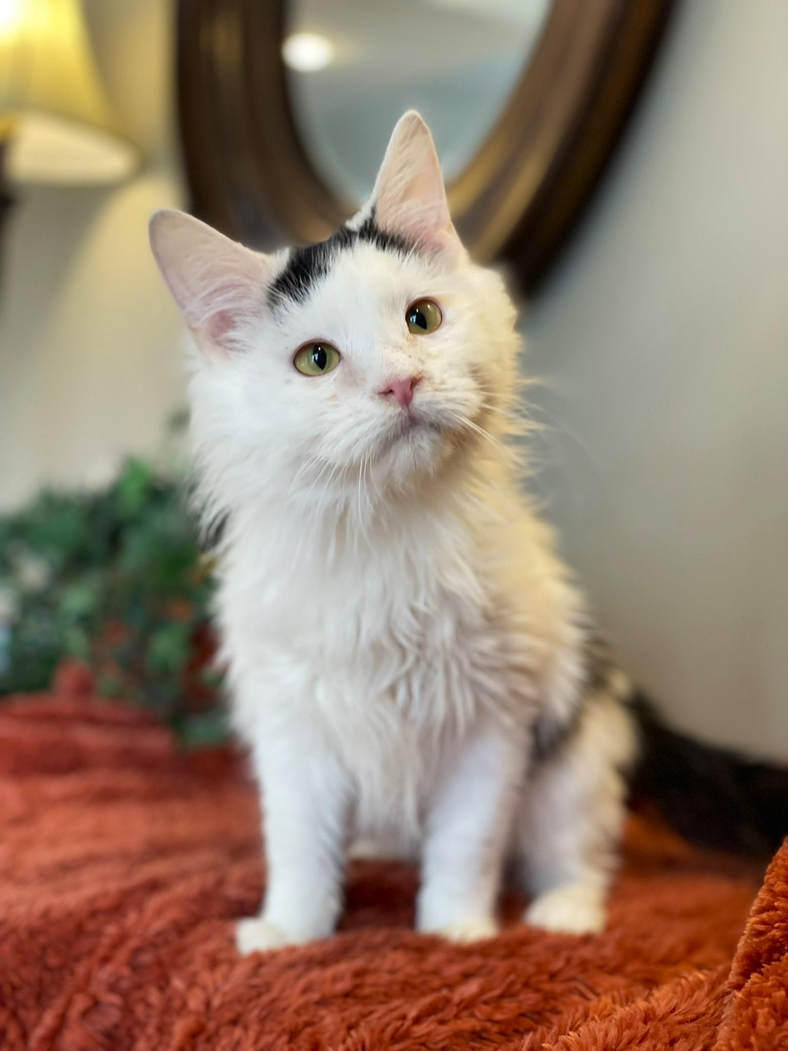 Melanie, an adopted Domestic Long Hair in Taylor, MI image 3/6