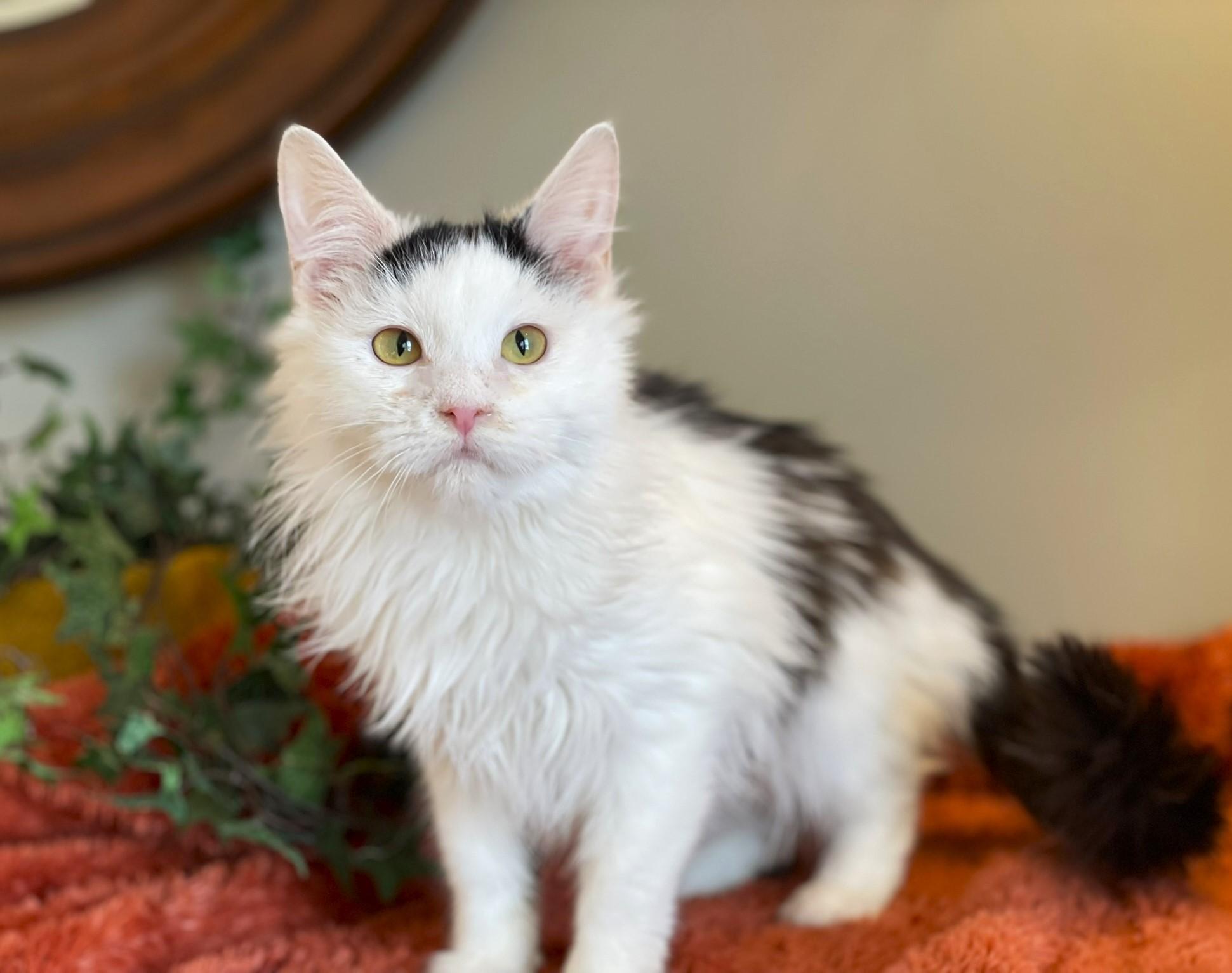 Melanie, an adopted Domestic Long Hair in Taylor, MI image 4/6
