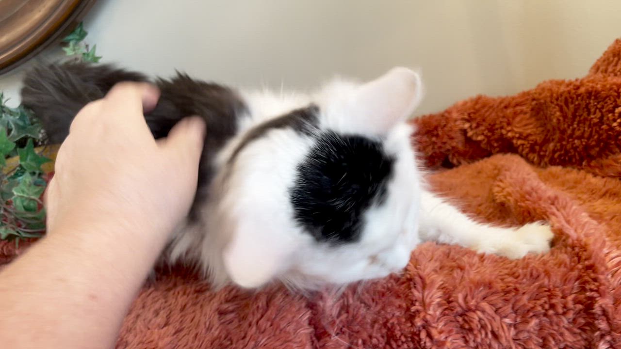 Enlarge Melanie, an adopted Domestic Long Hair in Taylor, MI video 6/6