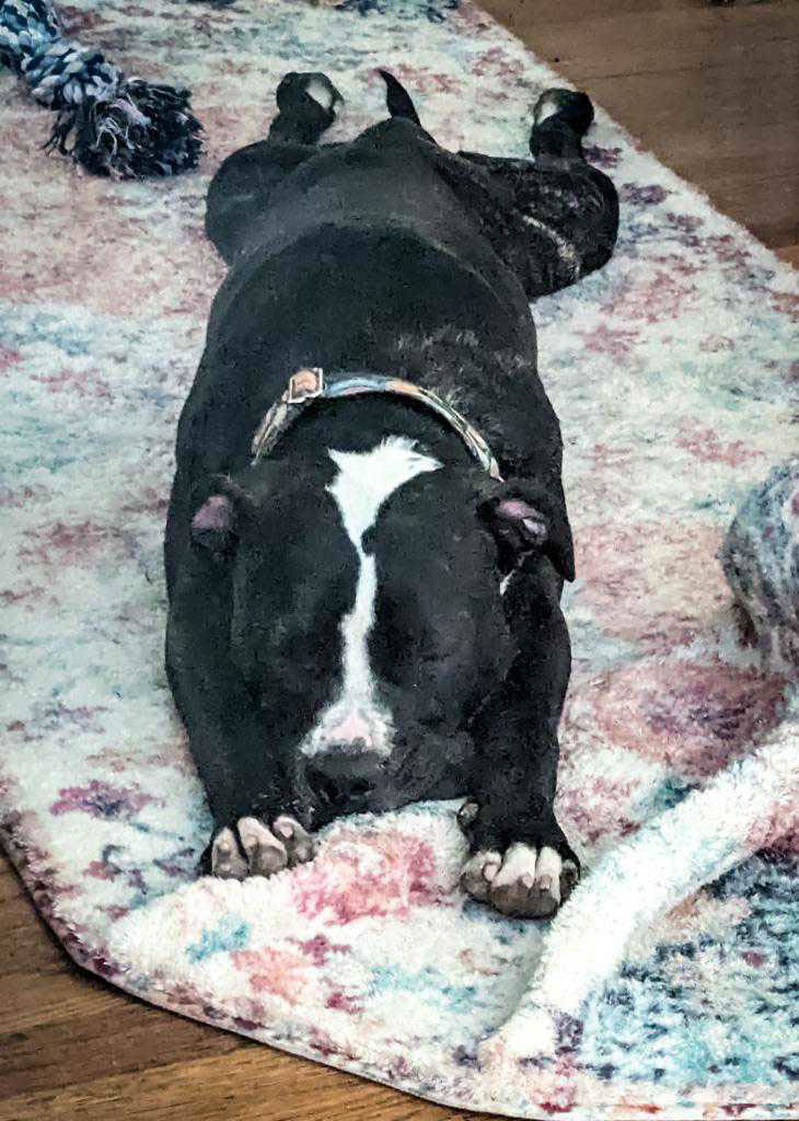 Stewie, an adoptable Pit Bull Terrier in Trimble, MO, 64492 | Photo Image 2