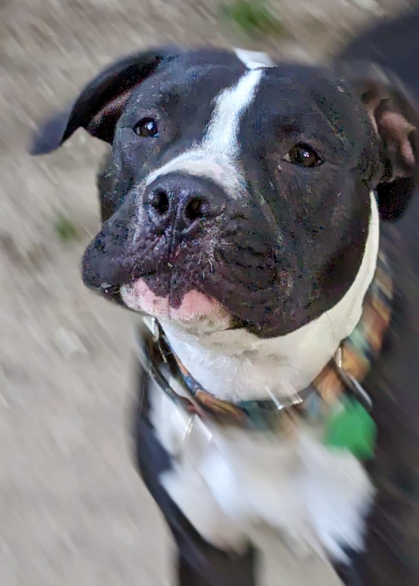 Stewie, an adoptable Pit Bull Terrier in Trimble, MO, 64492 | Photo Image 1
