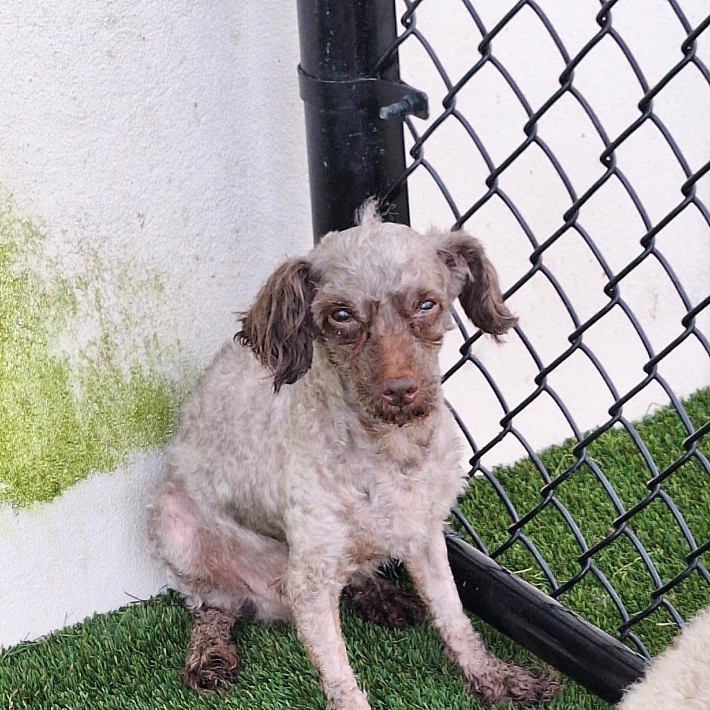 Enlarge Fifi LaRue 5991-, a Adoptable Poodle in LOXAHATCHEE, FL image 1/1