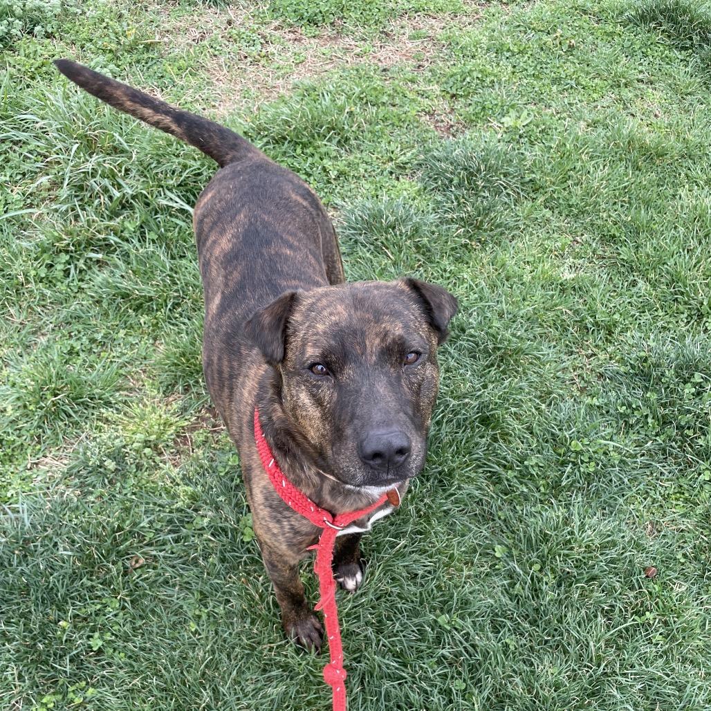 Abraham, Adoptable, Adult Male Pit Bull Terrier & Mixed Breed.