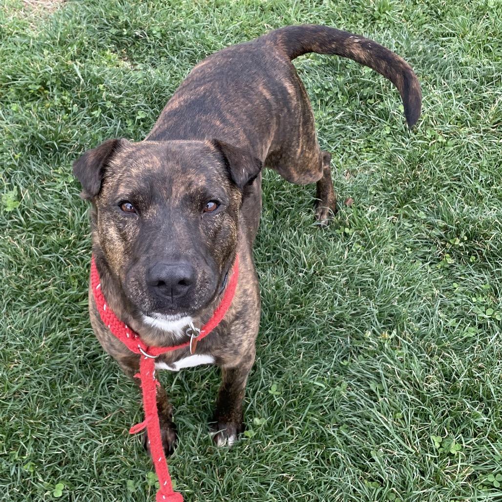 Abraham, a Adoptable mixed breed in Springfield, MO image 2/6