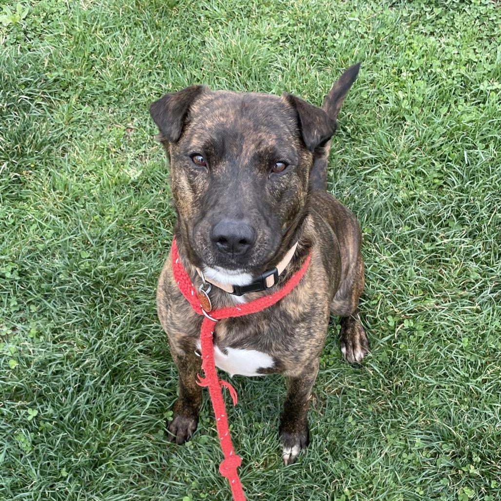 Abraham, a Adoptable mixed breed in Springfield, MO image 3/6