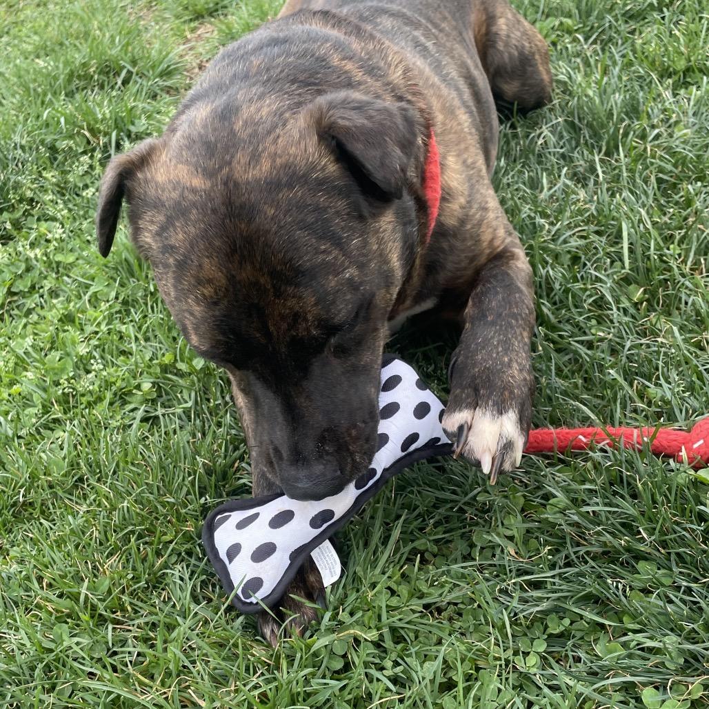 Abraham, a Adoptable mixed breed in Springfield, MO image 4/6
