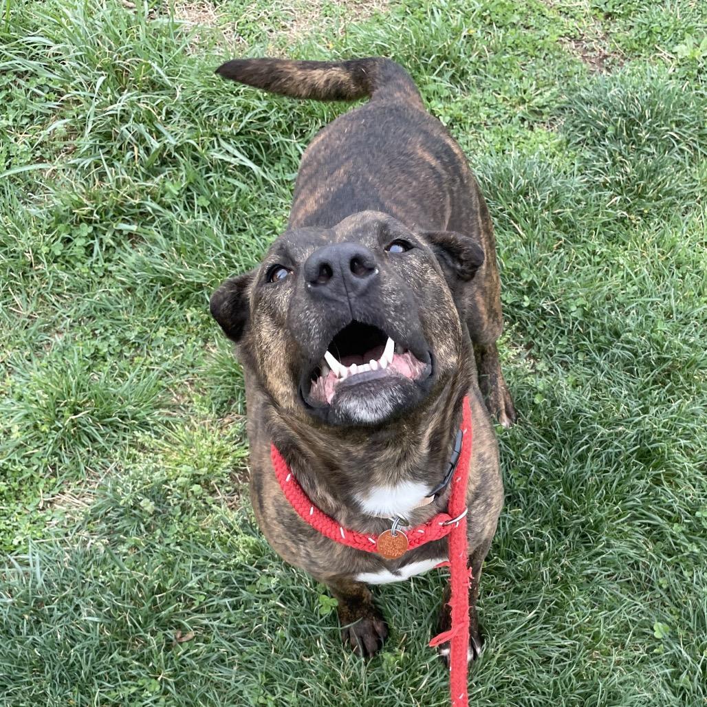 Abraham, a Adoptable mixed breed in Springfield, MO image 5/6