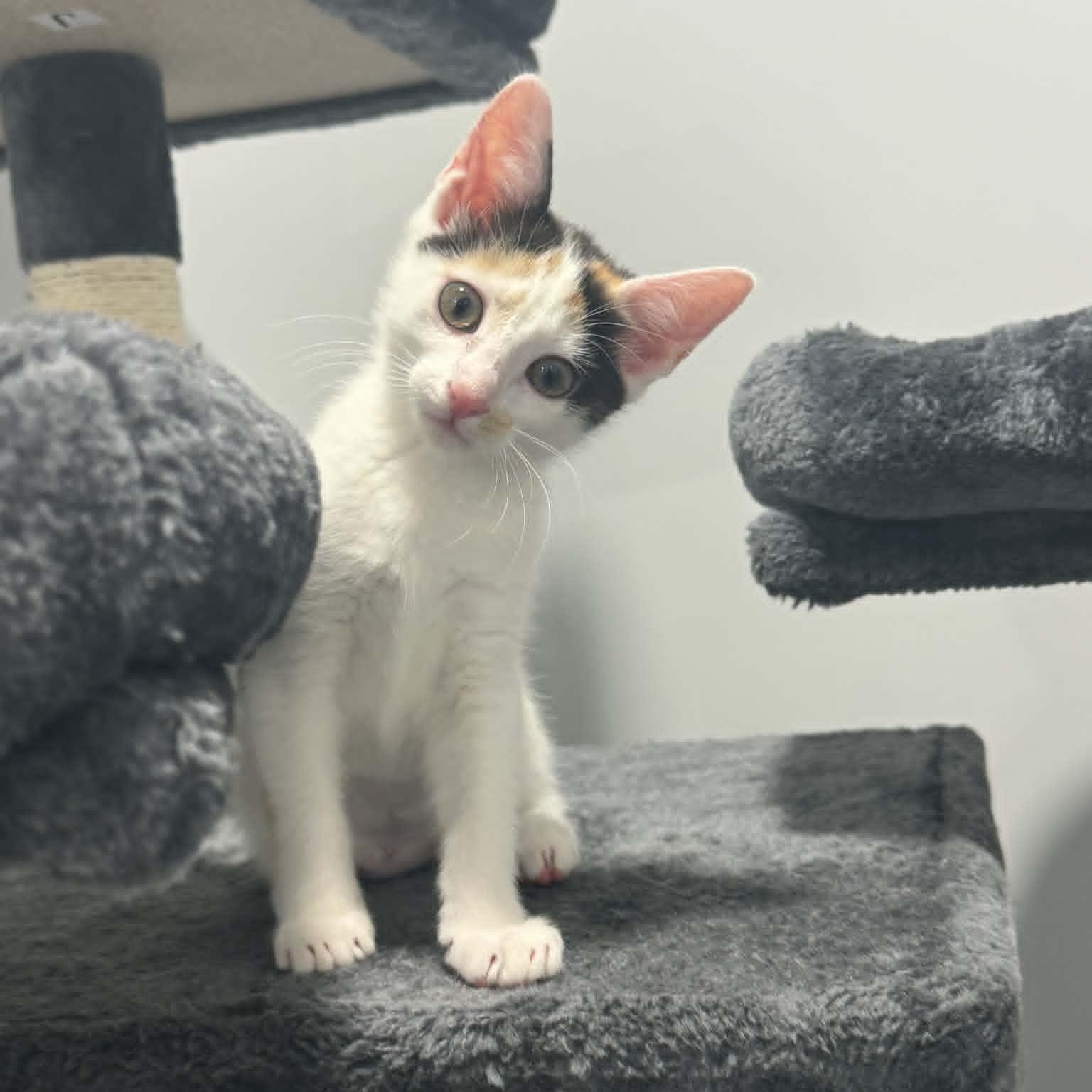 Wily Kit, adopted, Kitten Female American Shorthair.