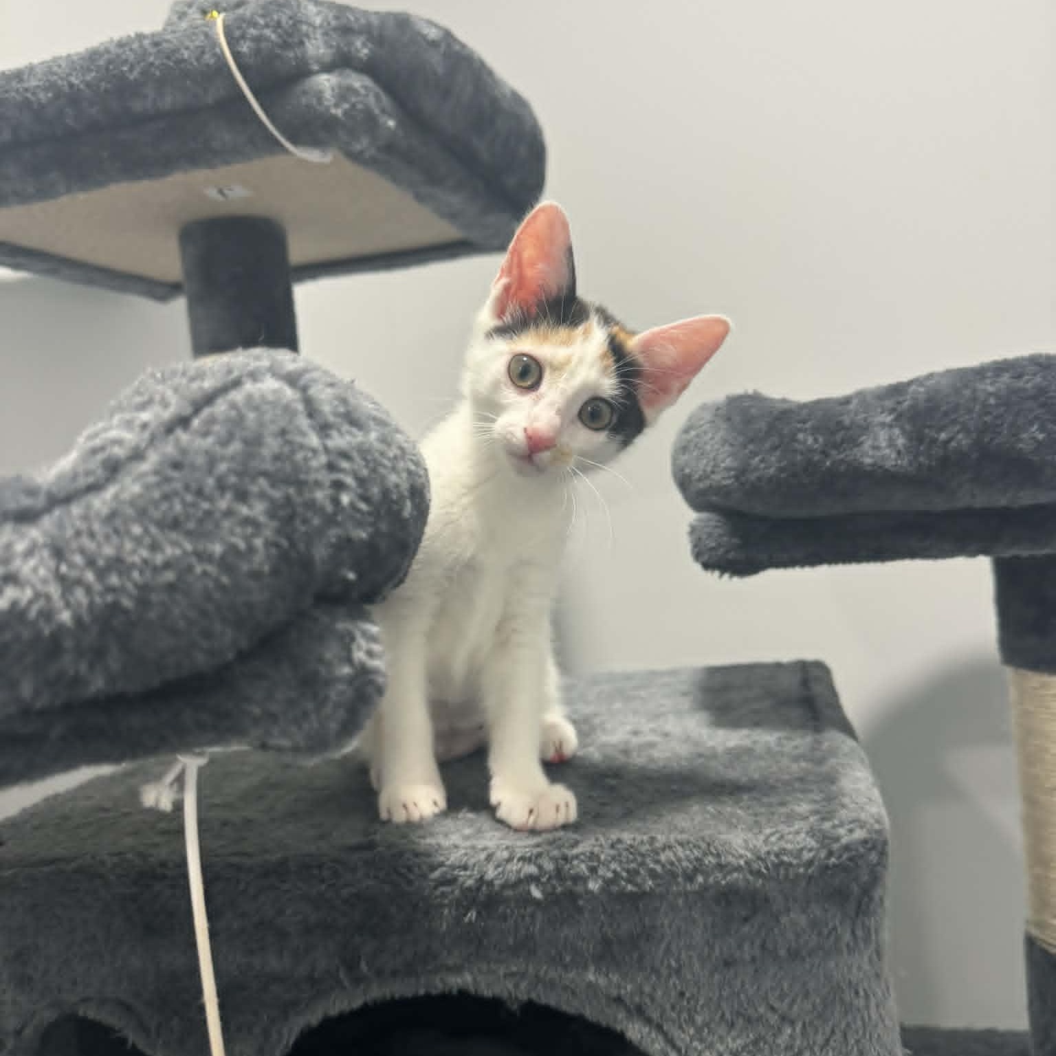 Enlarge Wily Kit, an adopted American Shorthair in Danbury, CT image 3/5