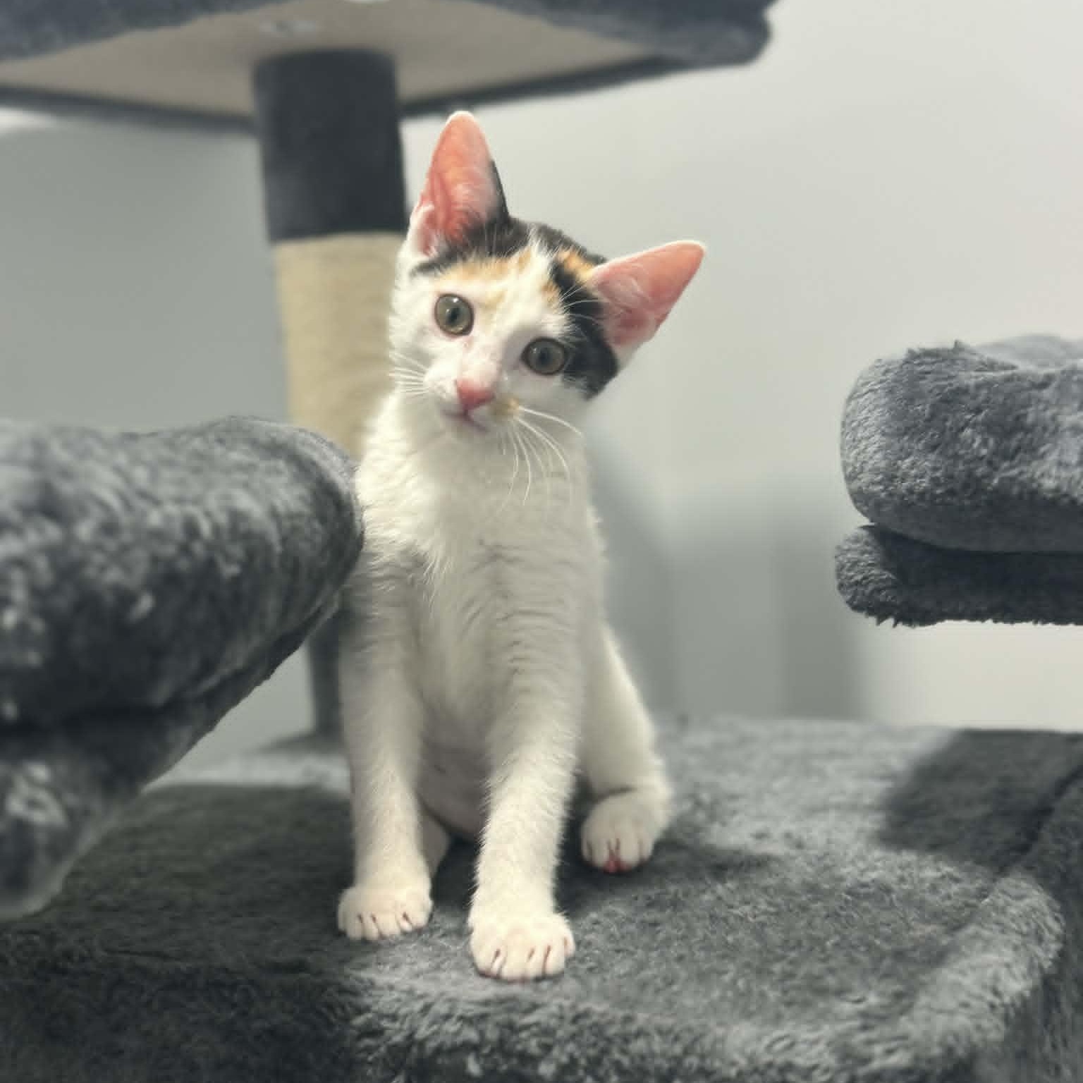 Enlarge Wily Kit, an adopted American Shorthair in Danbury, CT image 5/5
