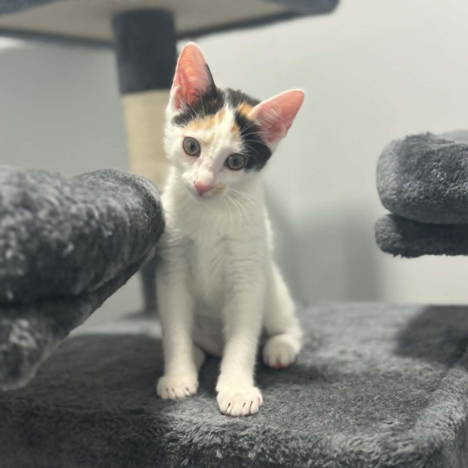 Enlarge Wily Kit, an adopted American Shorthair in Danbury, CT image 4/5
