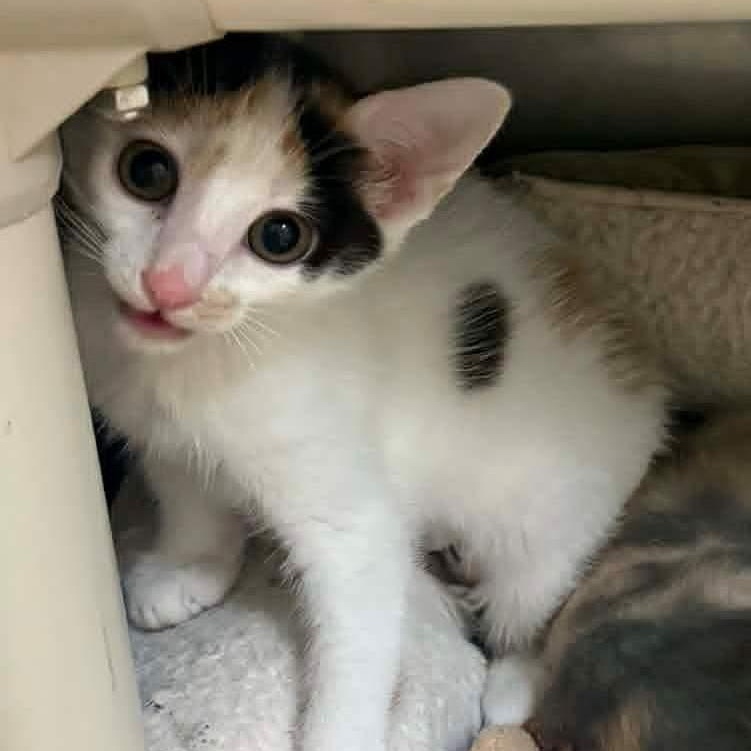 Enlarge Wily Kit, an adopted American Shorthair in Danbury, CT image 2/5