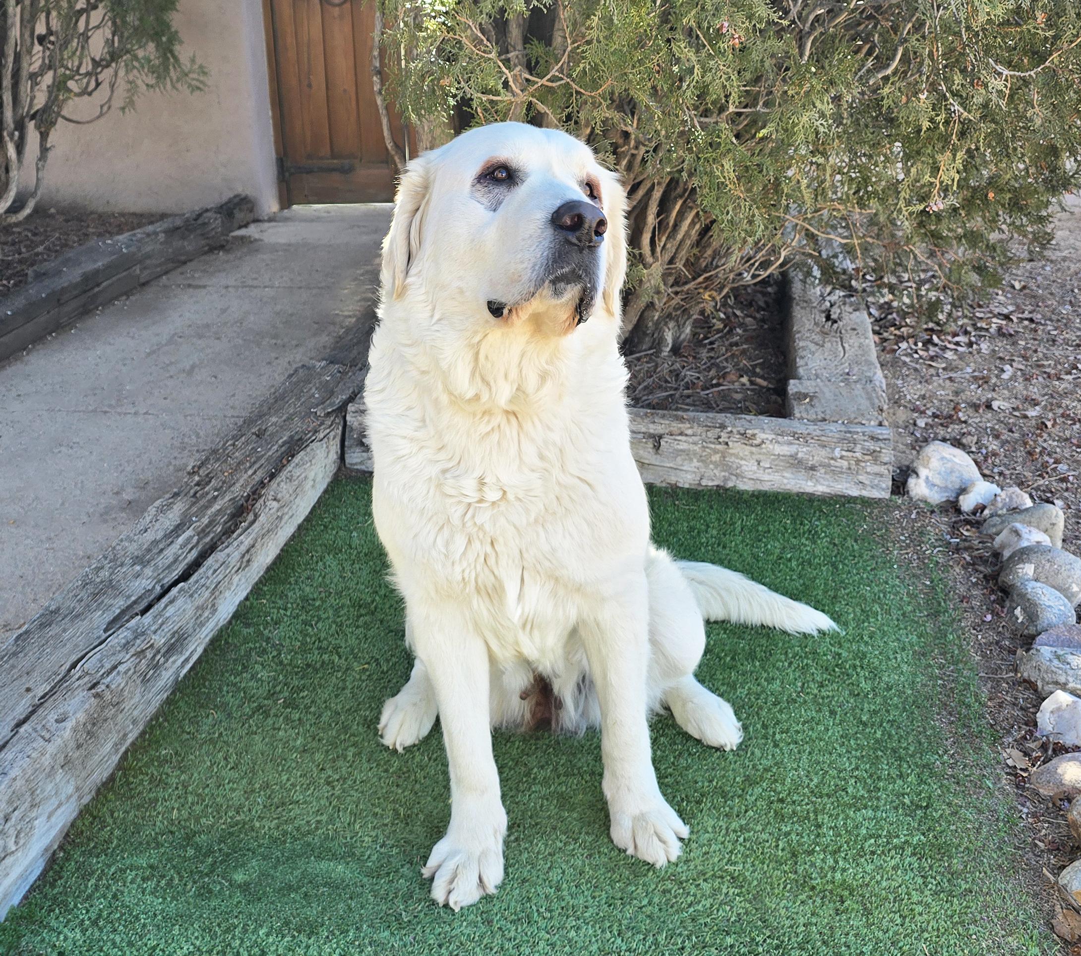 Calm Ms Caramelle ~ Chill Lab = SWEET !!!, a Adoptable mixed breed in Albuquerque, NM image 3/4
