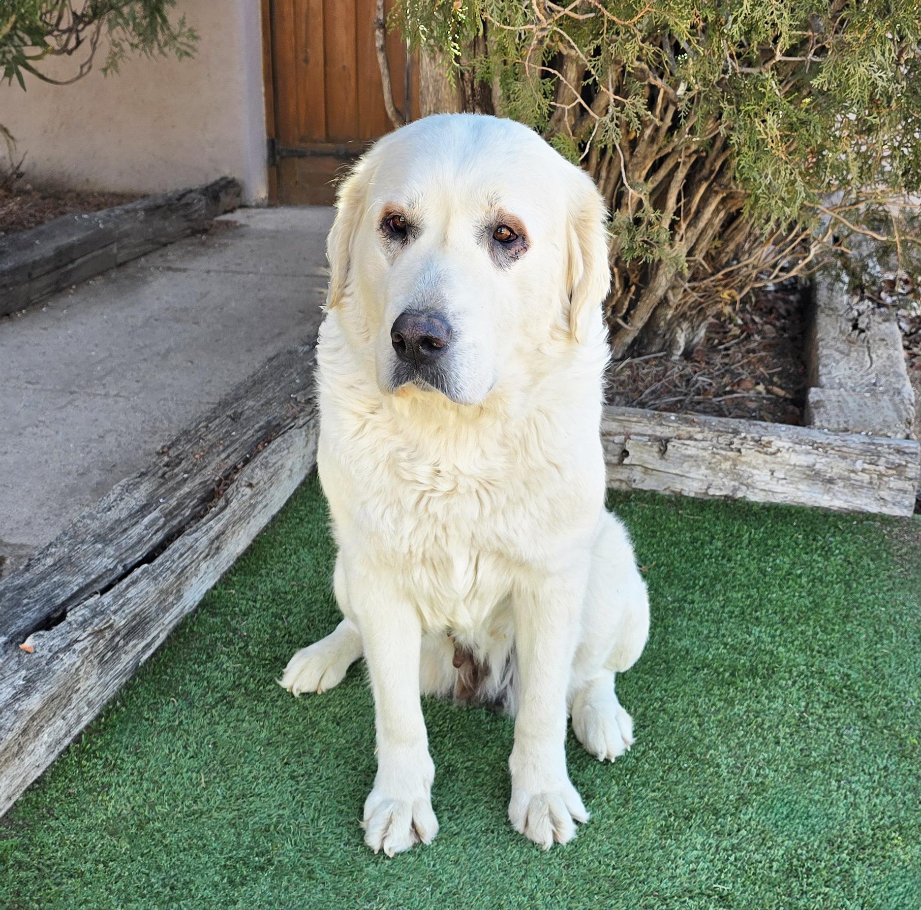Calm Ms Caramelle ~ Chill Lab = SWEET !!!, a Adoptable mixed breed in Albuquerque, NM image 2/4