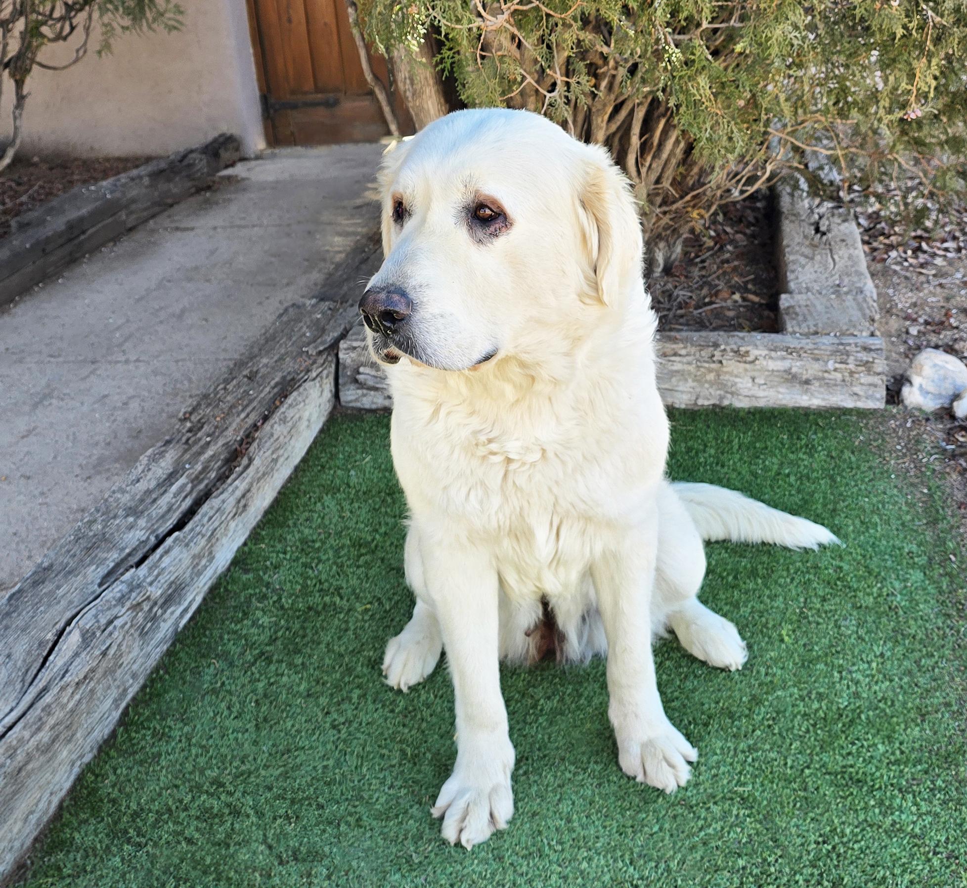 Calm Ms Caramelle ~ Chill Lab = SWEET !!!, a Adoptable mixed breed in Albuquerque, NM image 4/4
