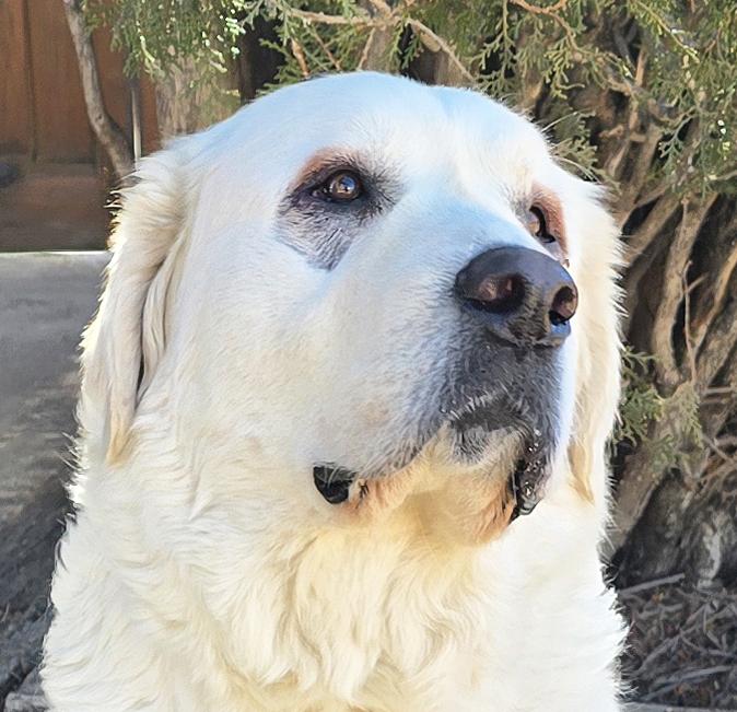 Calm Ms Caramelle ~ Chill Lab = SWEET !!!, a Adoptable mixed breed in Albuquerque, NM image 1/4