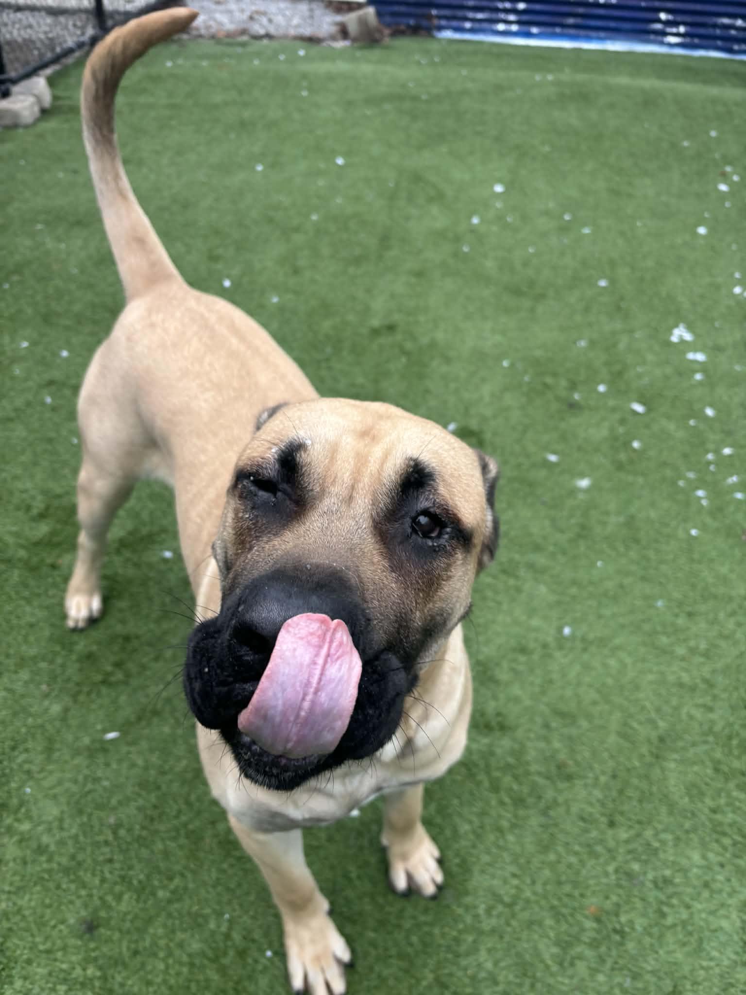 Dutch, an adopted Mastiff in Groton, CT image 2/5