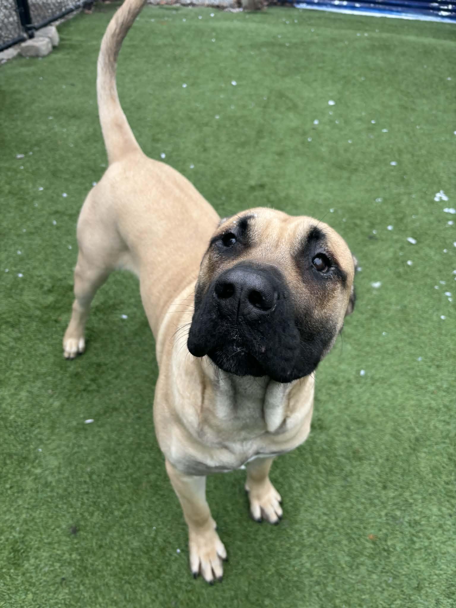 Dutch, adopted, Young Male Mastiff.