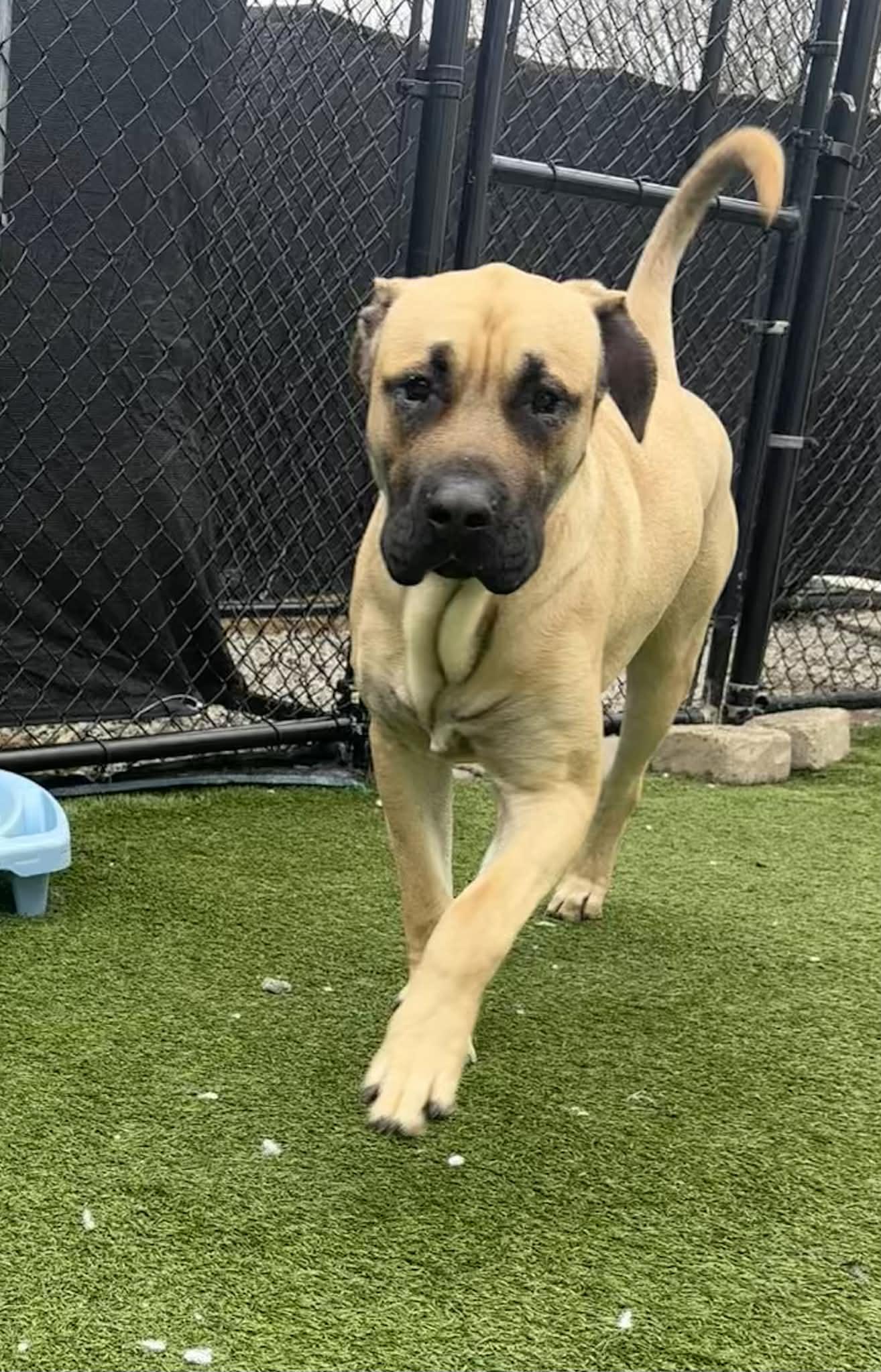 Dutch, an adopted Mastiff in Groton, CT image 4/5