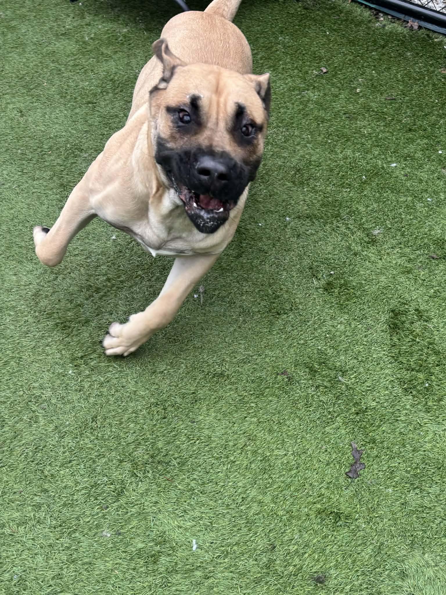 Dutch, an adopted Mastiff in Groton, CT image 5/5