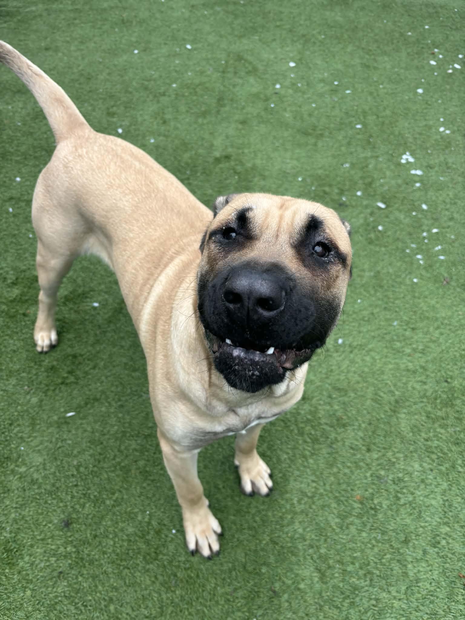 Dutch, an adopted Mastiff in Groton, CT image 3/5