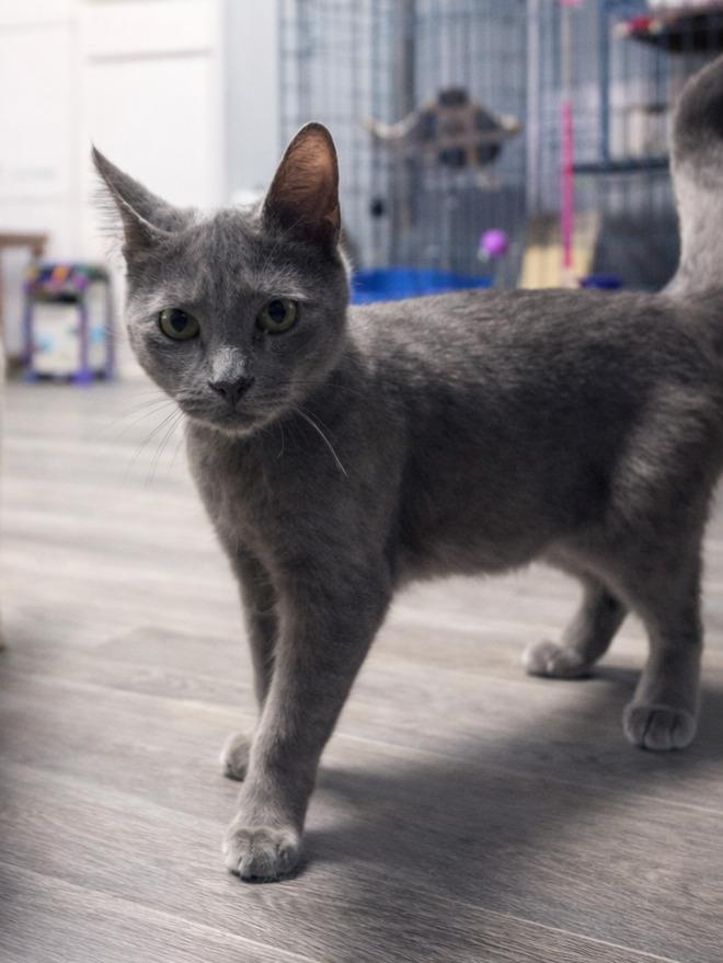 Enlarge Asher, a Adopted mixed breed in Warren, MI image 1/2