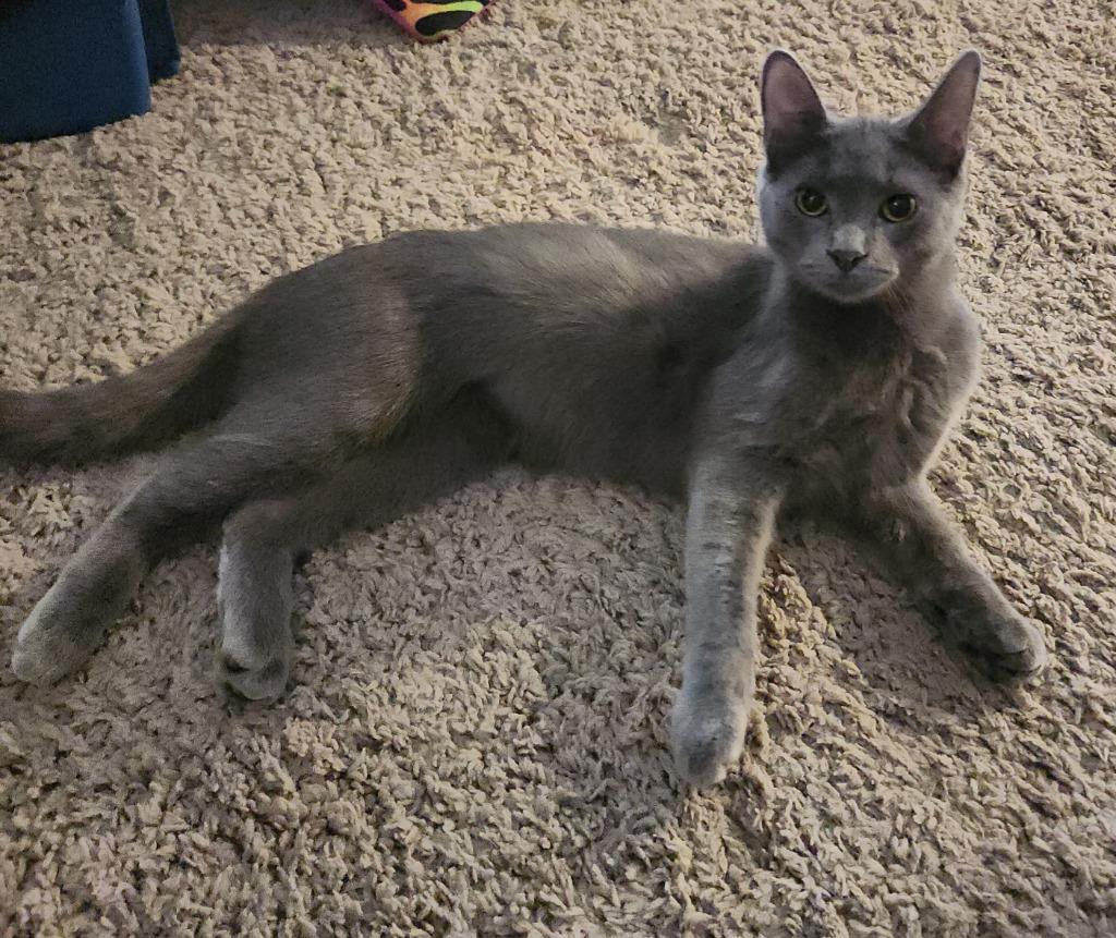 Asher, Adoptable, Young Male Domestic Short Hair.