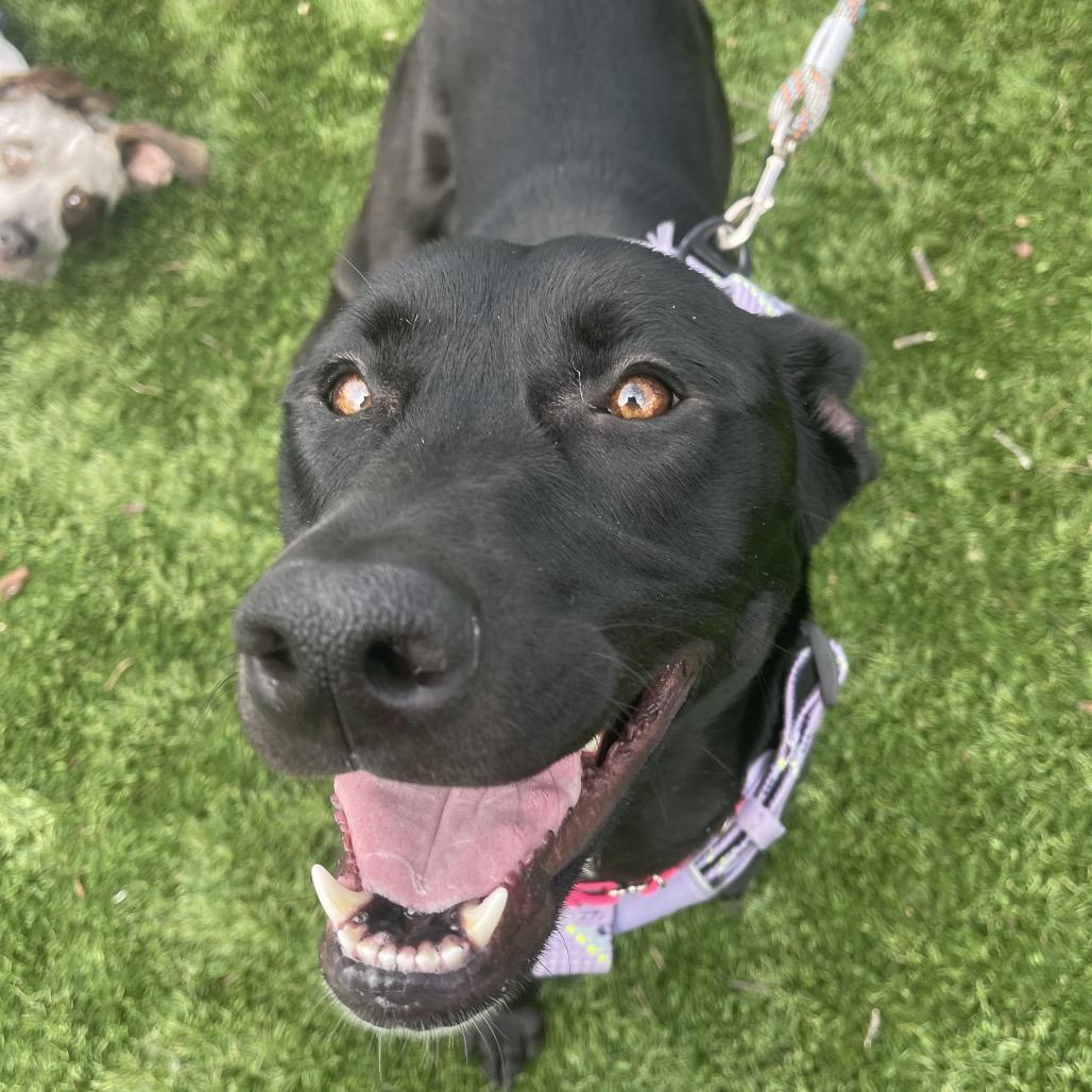 Jade, Adoptable, Adult Female Mixed Breed.