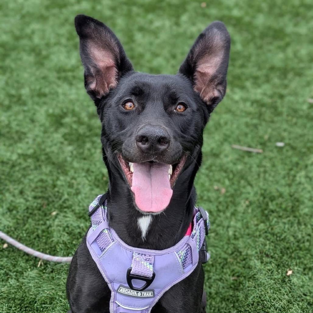 Jade, a Adoptable Mixed Breed in Saint Charles, MO image 3/6