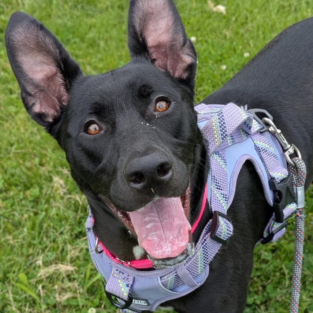 Jade, a Adoptable Mixed Breed in Saint Charles, MO image 4/6