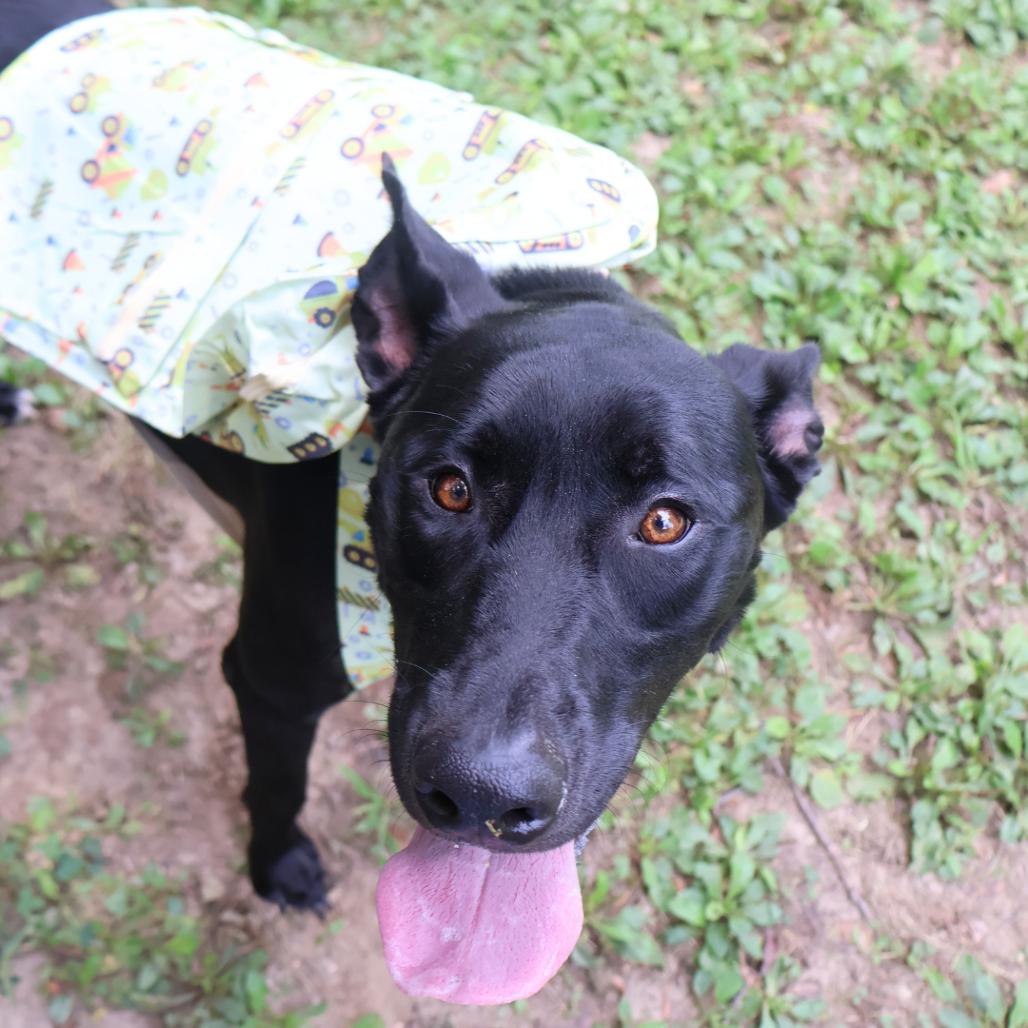 Enlarge Jade, a Adoptable Mixed Breed in Saint Charles, MO image 5/6