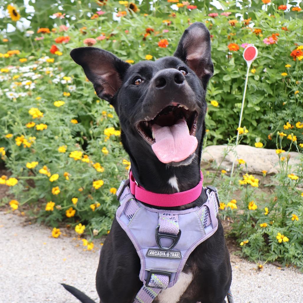 Jade, a Adoptable Mixed Breed in Saint Charles, MO image 6/6