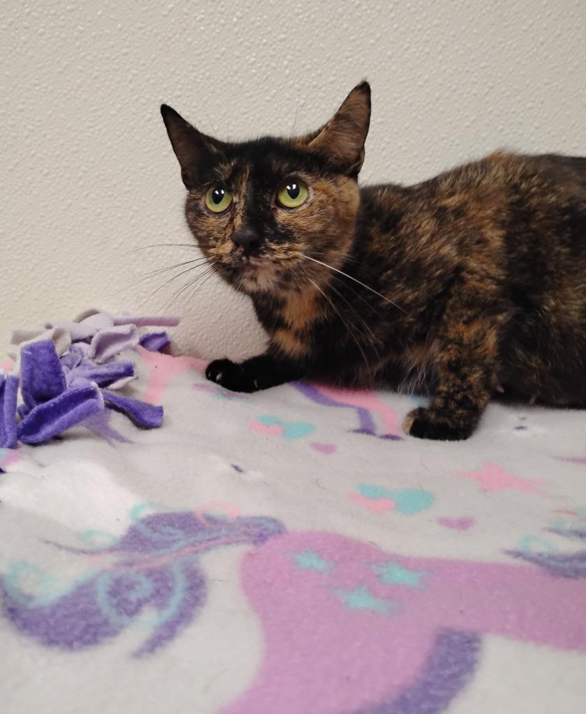 Enlarge Katherine, a Adoptable mixed breed in North Vernon, IN image 1/2