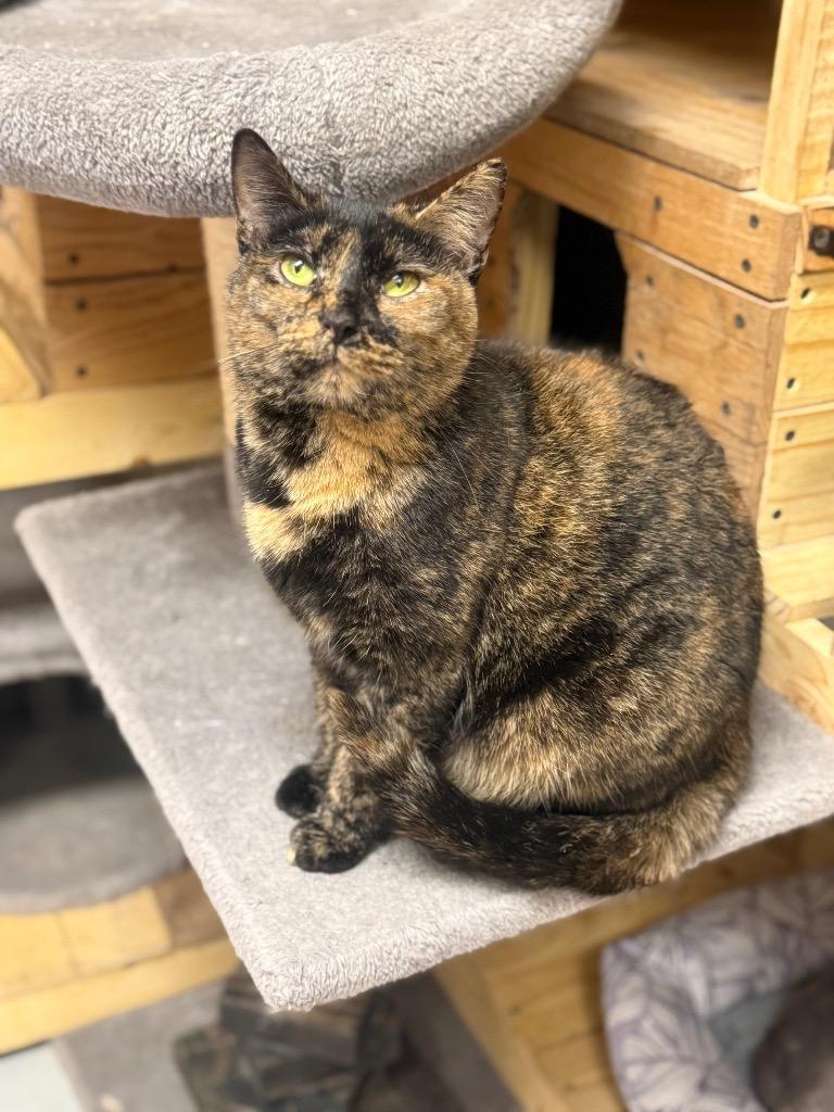 Enlarge Katherine, a Adoptable mixed breed in North Vernon, IN image 2/2