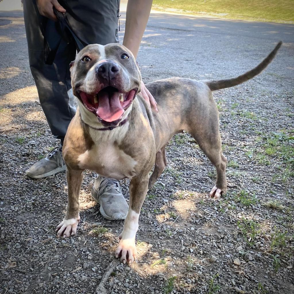 Autumn, Adoptable, Adult Female Pit Bull Terrier.