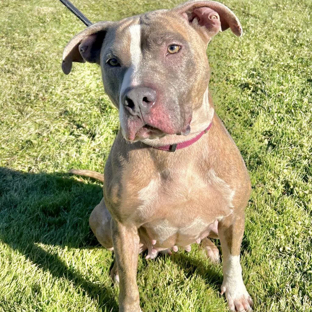 Autumn, Adoptable, Adult Female Pit Bull Terrier.