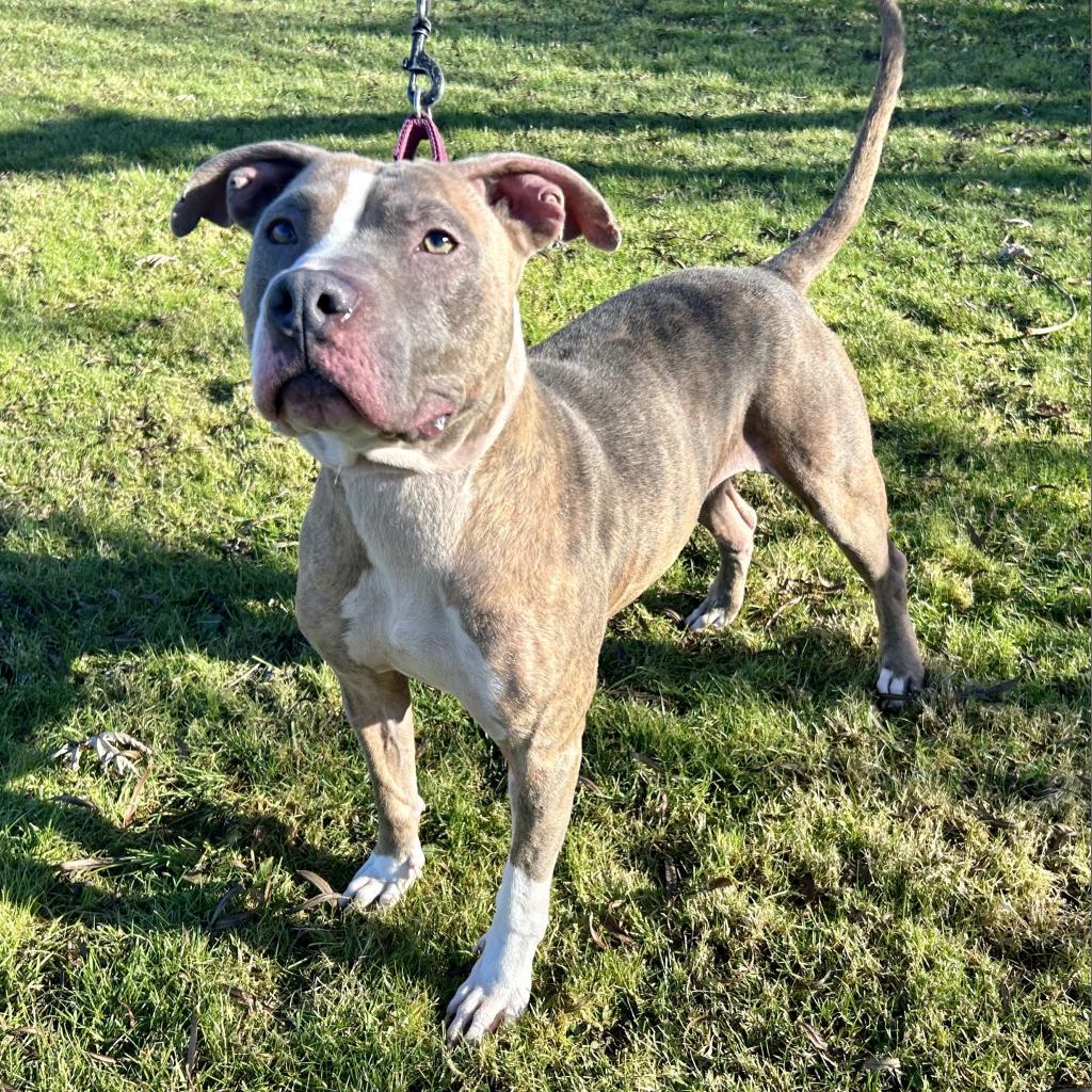 Enlarge Autumn, a Adoptable Pit Bull Terrier in Kittanning, PA image 2/4