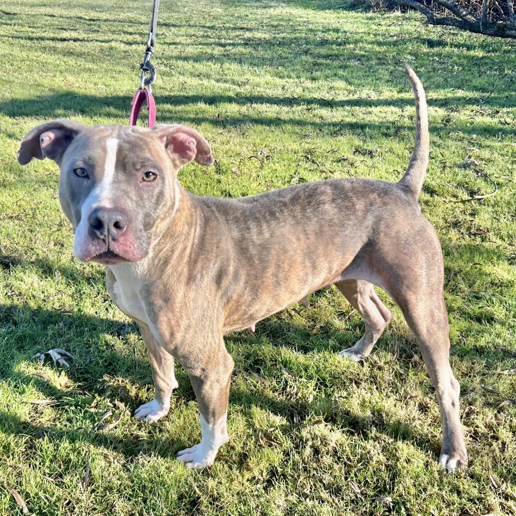 Enlarge Autumn, a Adoptable Pit Bull Terrier in Kittanning, PA image 3/4
