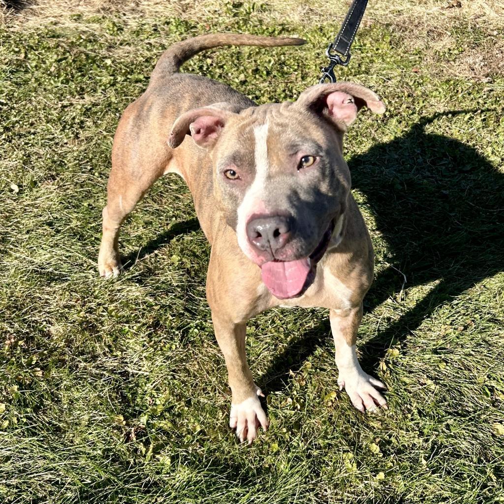 Enlarge Autumn, a Adoptable Pit Bull Terrier in Kittanning, PA image 3/6