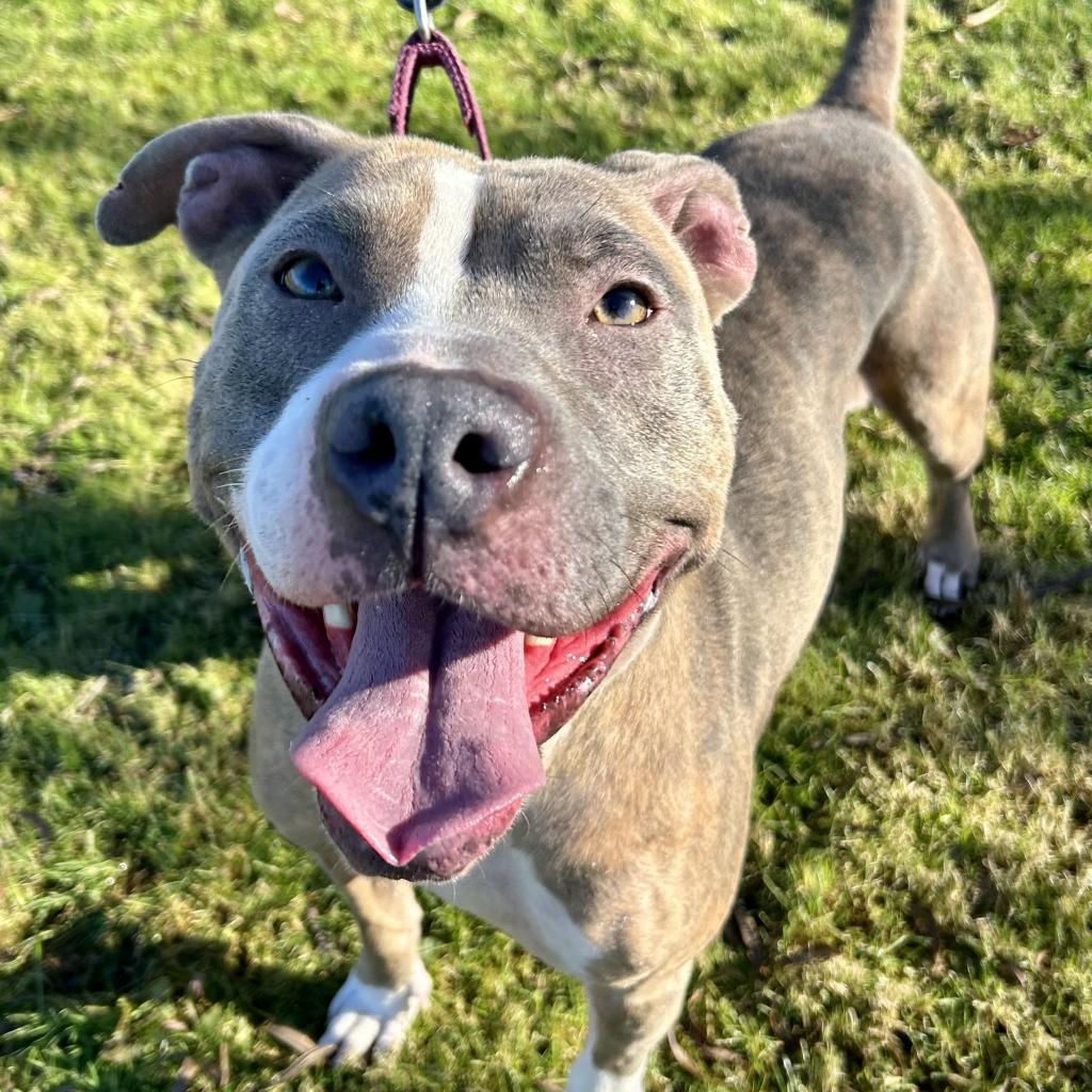 Enlarge Autumn, a Adoptable Pit Bull Terrier in Kittanning, PA image 5/6