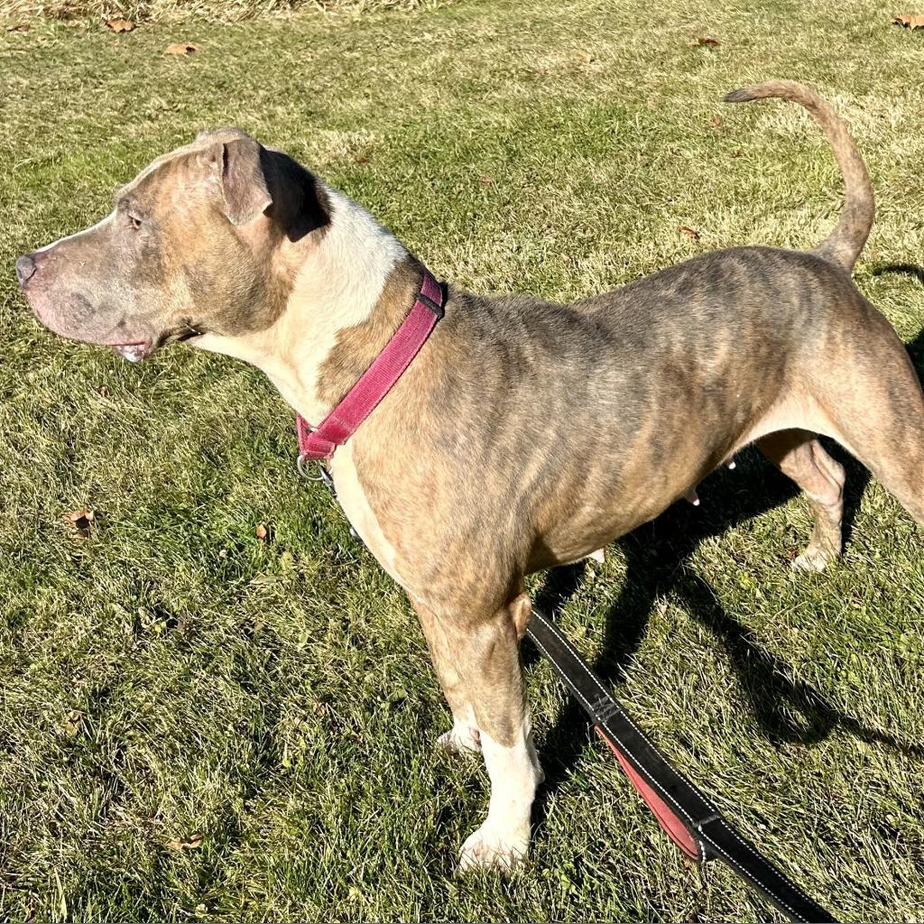Enlarge Autumn, a Adoptable Pit Bull Terrier in Kittanning, PA image 6/6