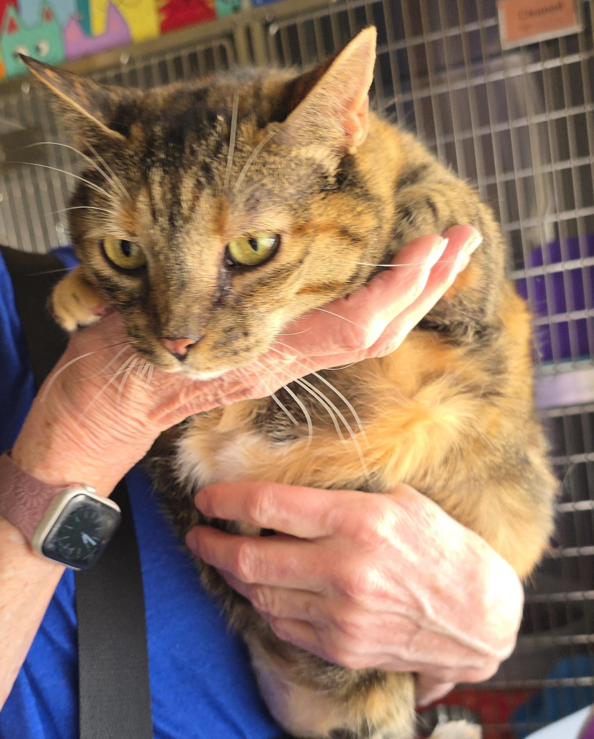 Enlarge PEPPER AND SASSY, a ADOPTABLE Domestic Short Hair in Prescott, AZ image 5/5