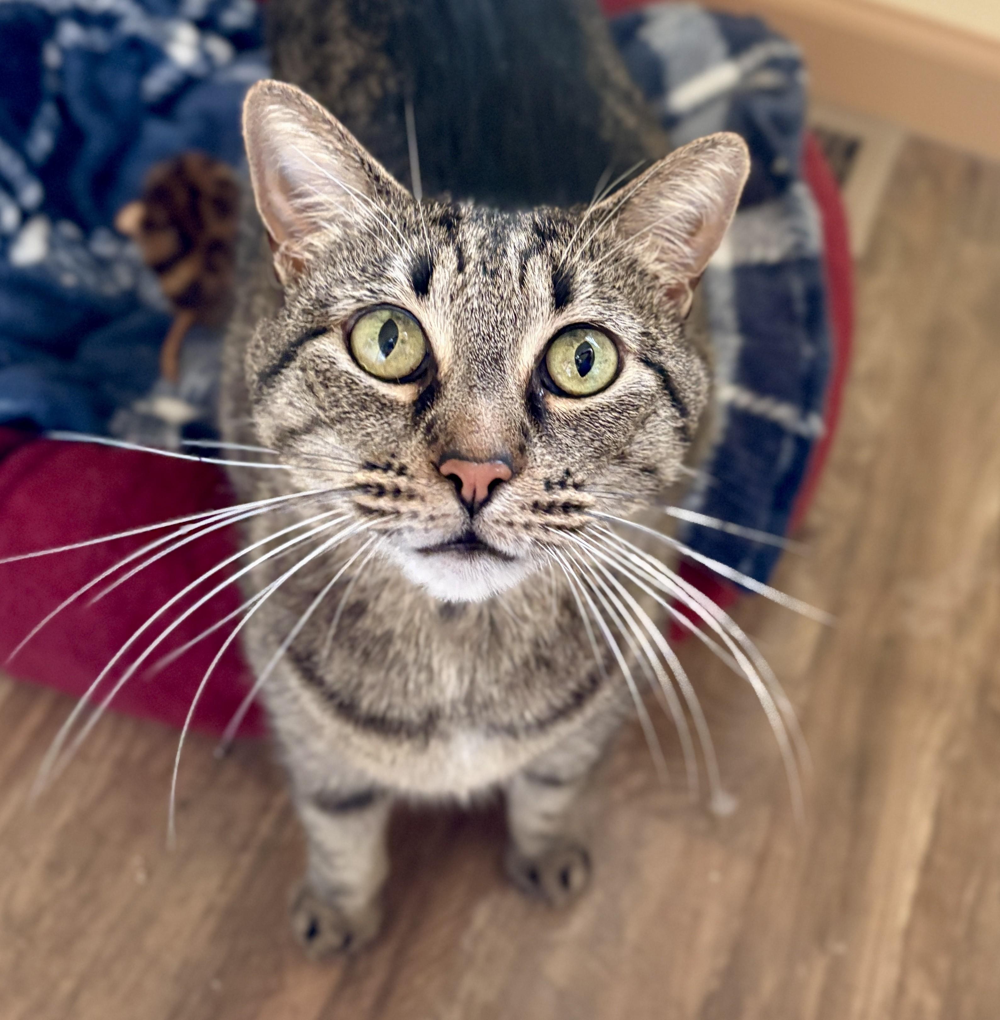 Enlarge PEPPER AND SASSY, a ADOPTABLE Domestic Short Hair in Prescott, AZ image 2/5