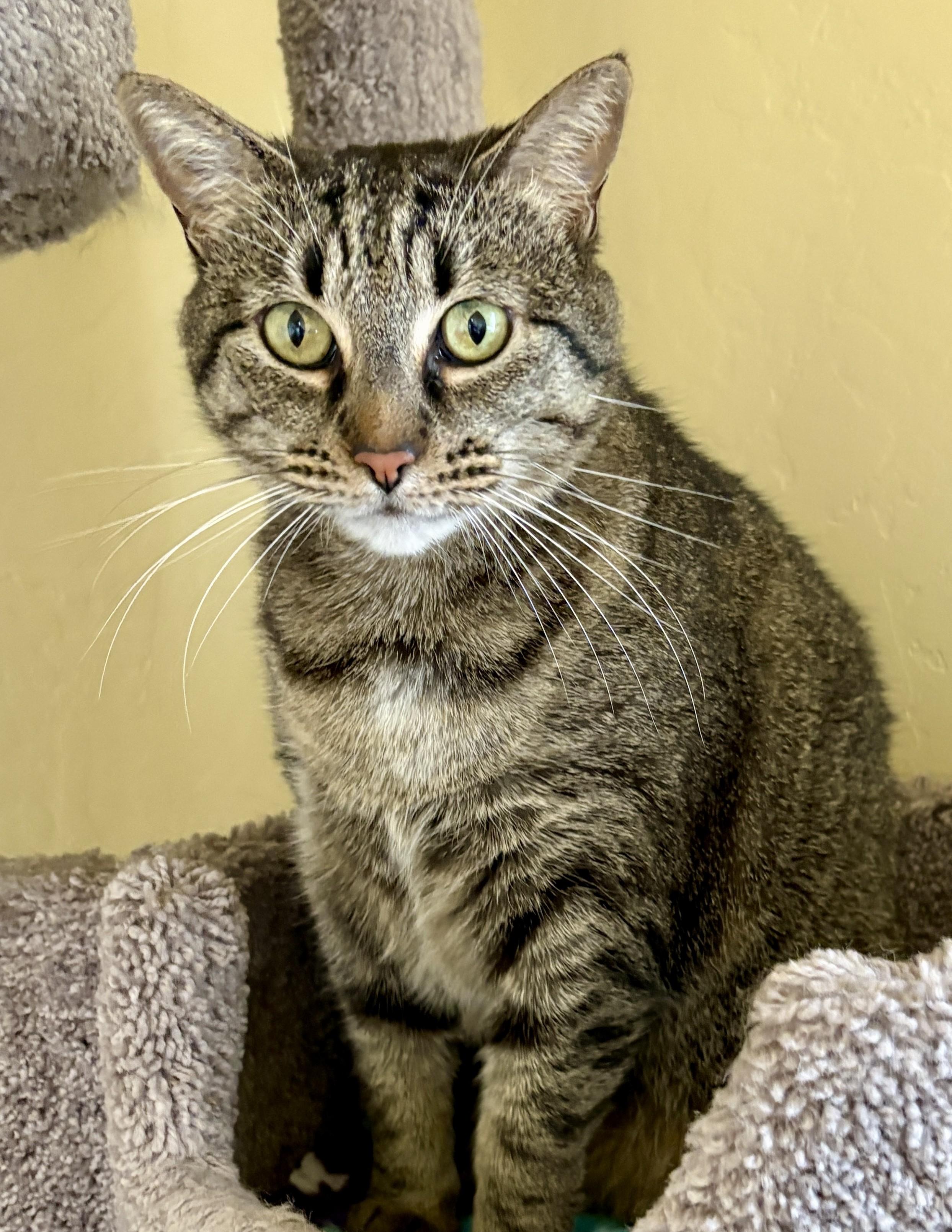 Enlarge PEPPER AND SASSY, a ADOPTABLE Domestic Short Hair in Prescott, AZ image 3/5