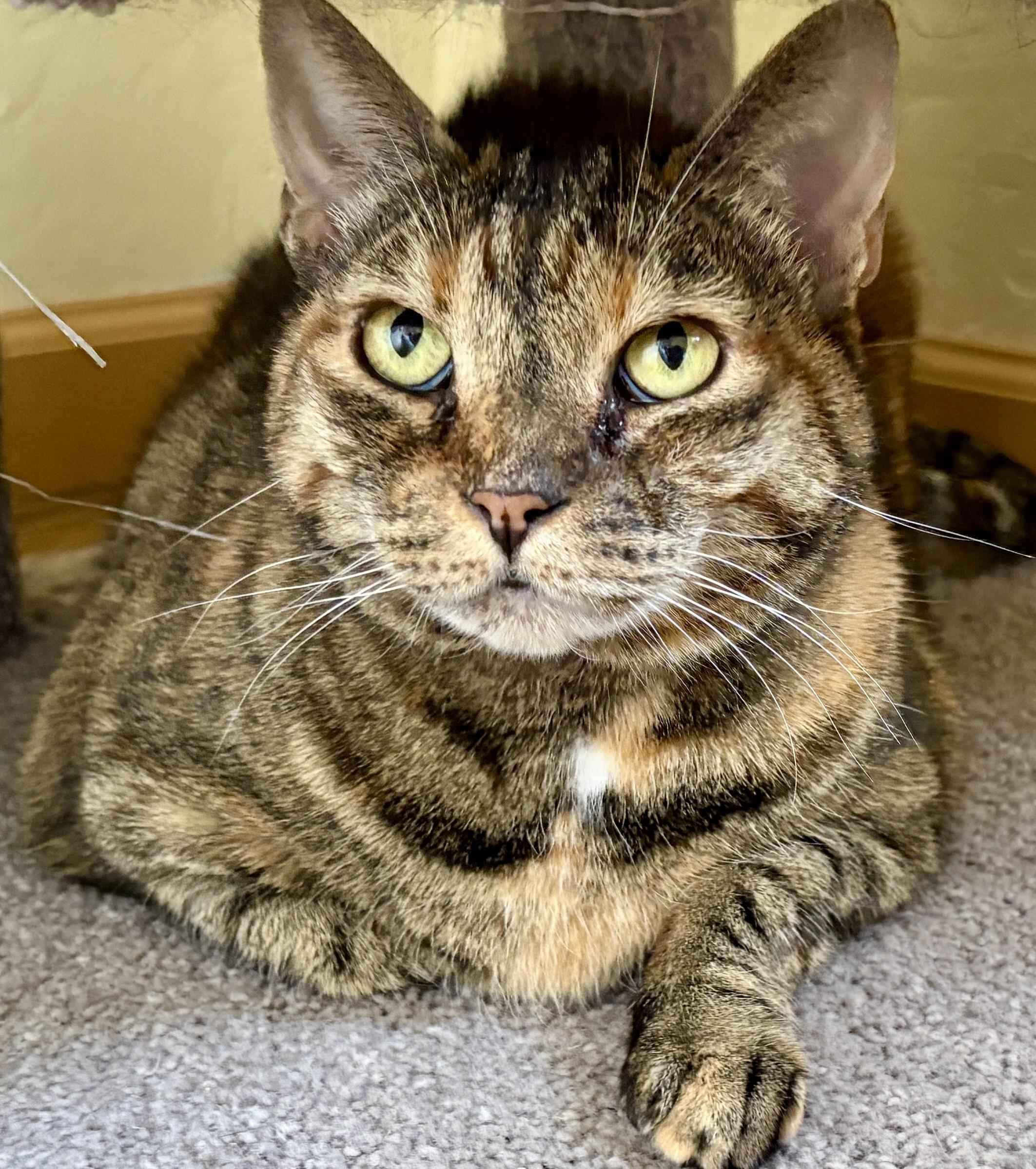 Enlarge PEPPER AND SASSY, a ADOPTABLE Domestic Short Hair in Prescott, AZ image 4/5