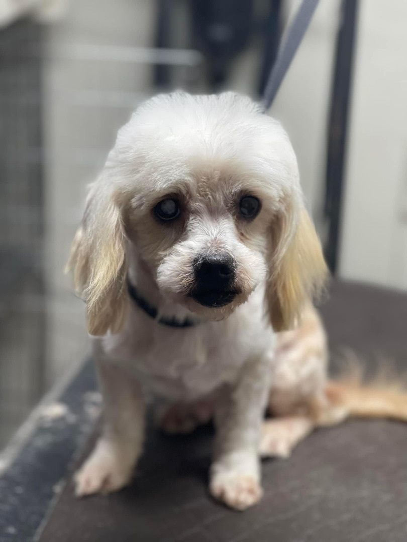 Teddy